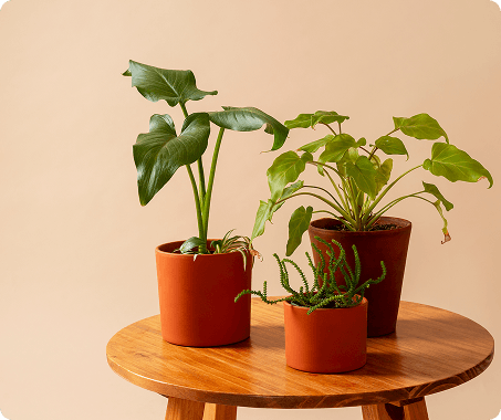 نباتات منسقة